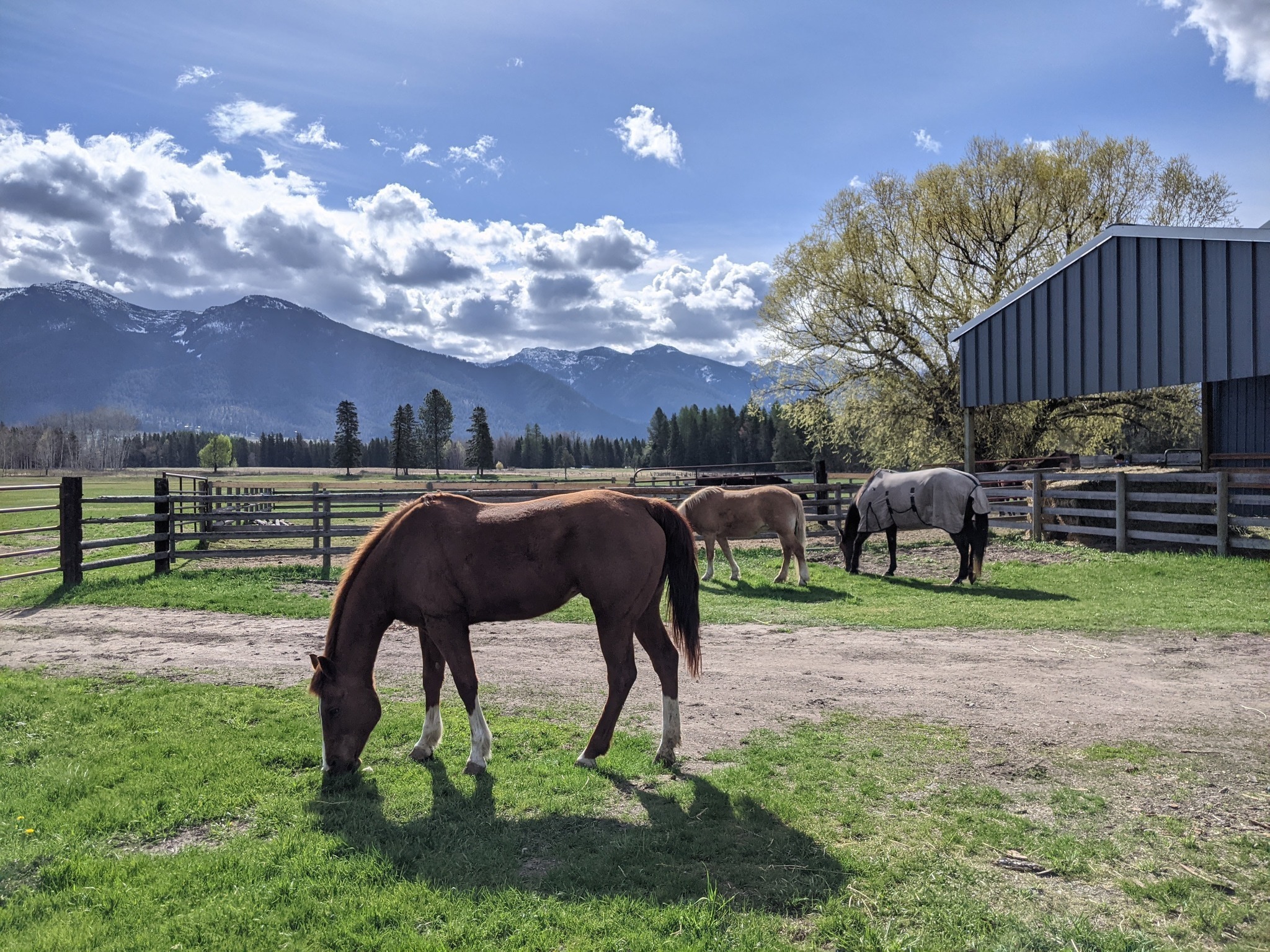 Horses at Speranza Springs Ranch